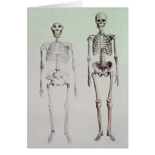 Skeletons of Australopithecus Boisei