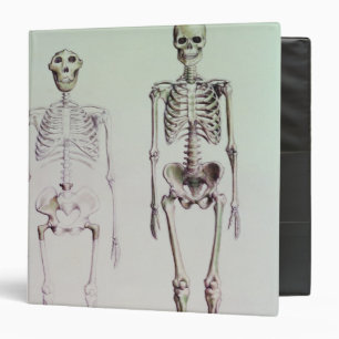 Skeletons of Australopithecus Boisei Binder