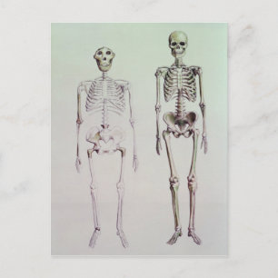 Skeletons of Australopithecus Boisei Postcard
