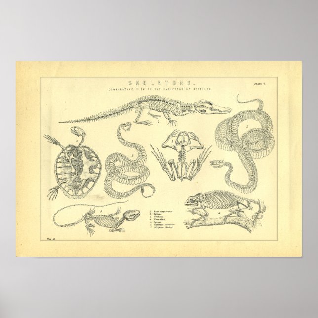 Skeletons of Reptiles Snake Turtle Frog Poster (Front)