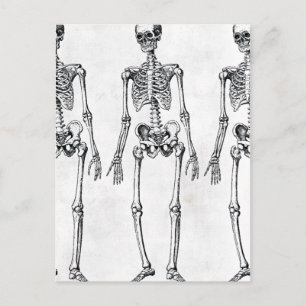 Skeletons Postcard