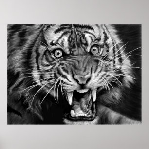 Sketch of a wild tiger in black and whiteblack,whi poster