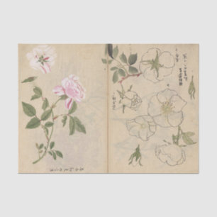 Sketchbook Pl. 107 by Ariyoshi Kondo Tissue Paper