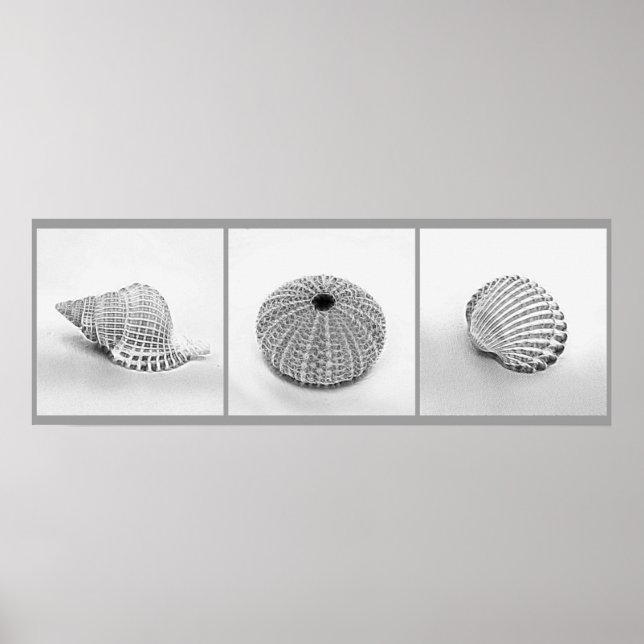 Sketched Shells Poster (Front)