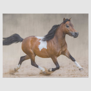 Skewbald American Miniature Horse Running In Dust Tissue Paper