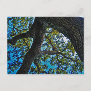 Skies The Limit Tree Postcard