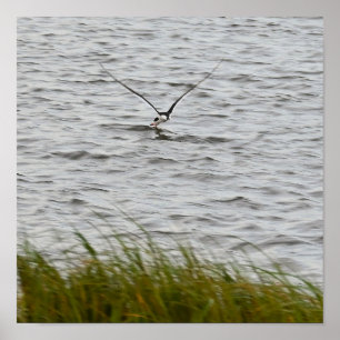 Skimmer Bird Photo Poster