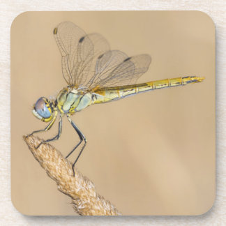 Skimmer Dragonfly Insect Female (CC BY 4.0) Bevera Coaster