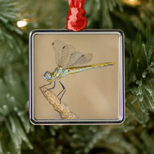 Skimmer Dragonfly Insect Female (CC BY 4.0) Metal  Ornament
