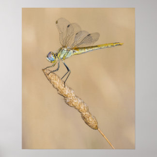 Skimmer Dragonfly Insect Female (CC BY 4.0) Poster