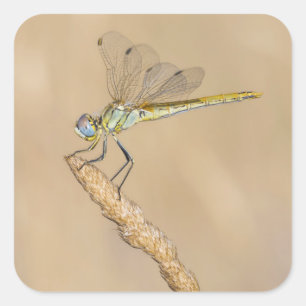 Skimmer Dragonfly Insect Female (CC BY 4.0) Square Sticker