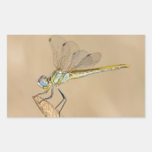 Skimmer Dragonfly Insect Female (CC BY 4.0) Sticker