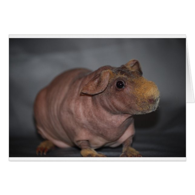 Skinny Pig (Front Horizontal)