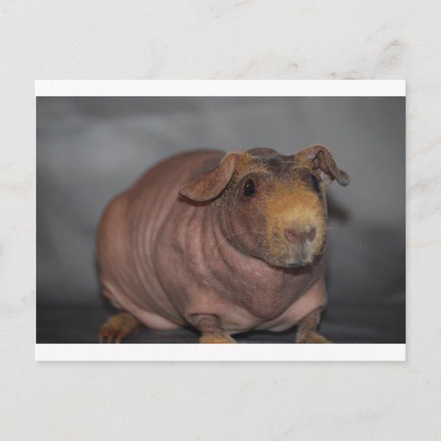 Skinny Pig Postcard (Front)