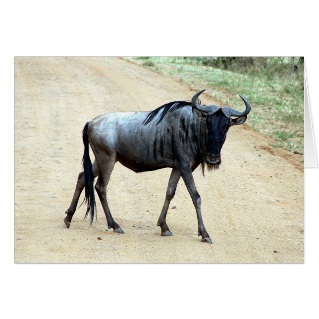skinny wildebeest (Front Horizontal)