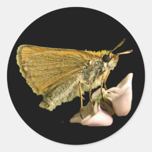 Skipper on Milkweed Classic Round Sticker