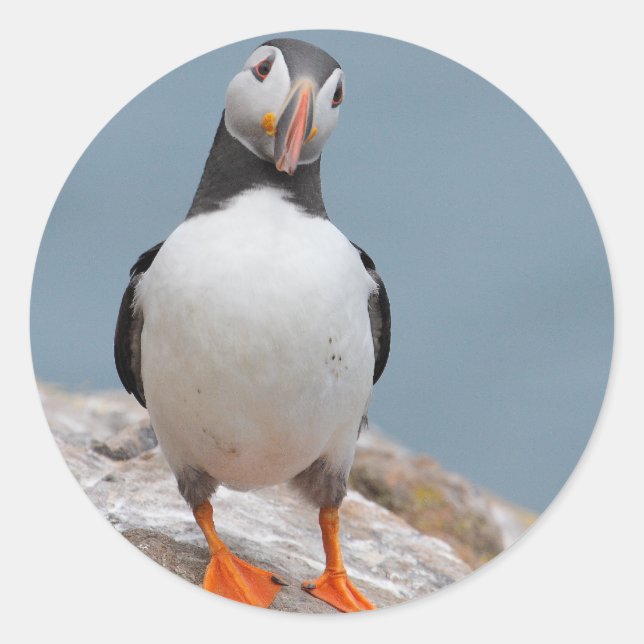 Skomer Island Puffins Classic Round Sticker (Front)
