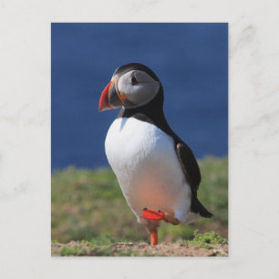 Skomer Island Puffins Postcard