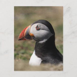 Skomer Island Puffins Postcard