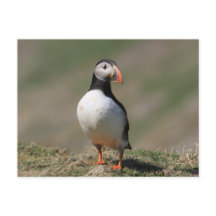 Skomer Island Puffins