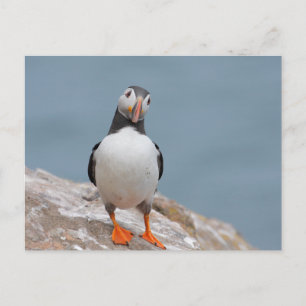 Skomer Island Puffins Postcard