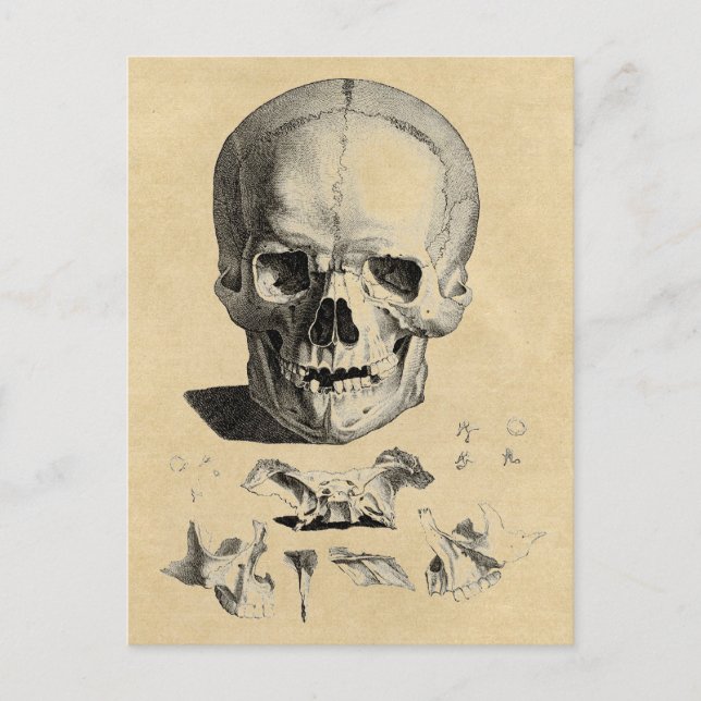 Skull and Jaw Bones Postcard (Front)