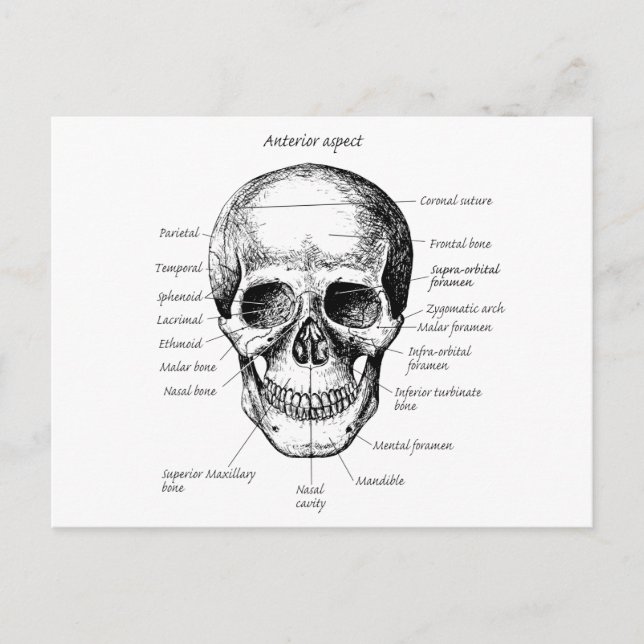 Skull Details Face Postcard (Front)