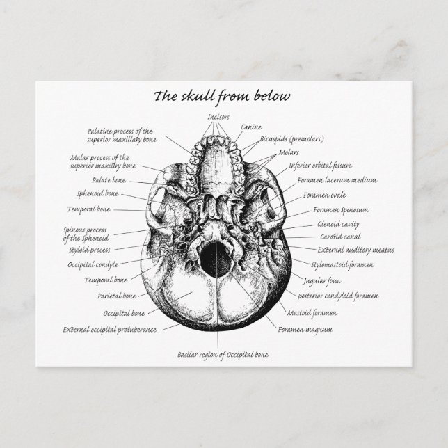 Skull Details Side Postcard (Front)