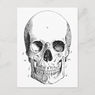 Skull Diagram Postcard