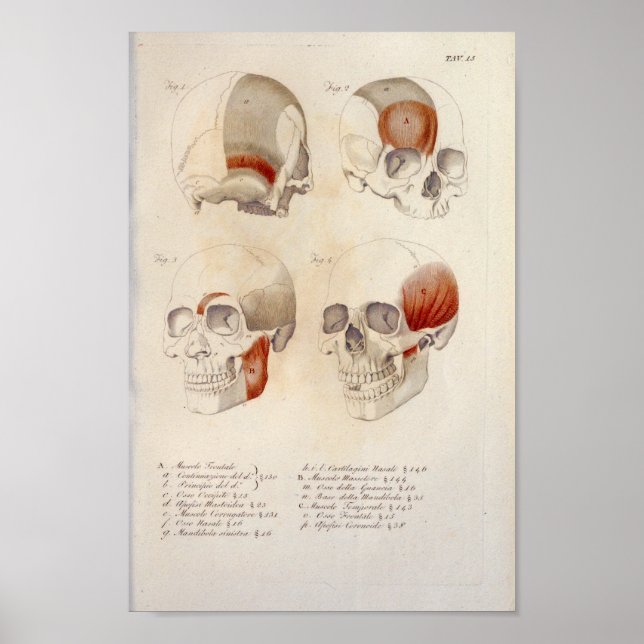 Skull Muscles Jaw Anatomy Print French (Front)