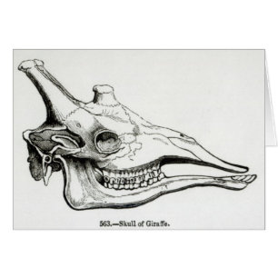 Skull of a Giraffe