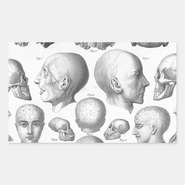 Skull Types Sticker (Front)