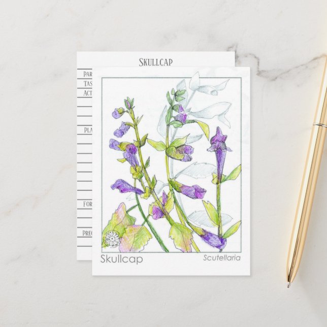 Skullcap Herb Materia Medica Cards Herbal Study  (Front/Back In Situ)