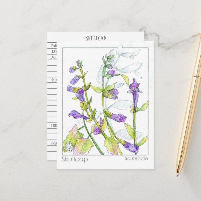 Skullcap Herb Materia Medica Cartes Étude sur les  (Devant/Arrière en situation)