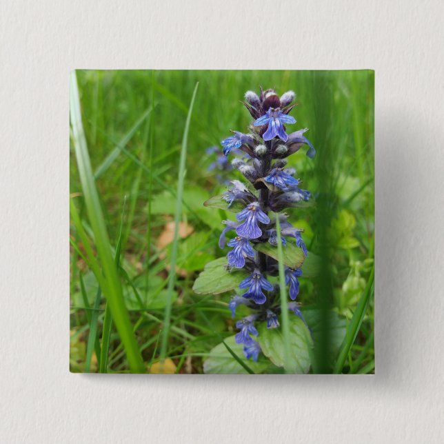 Skullcap Violet Wild Flower 2 Inch Square Button (Front)