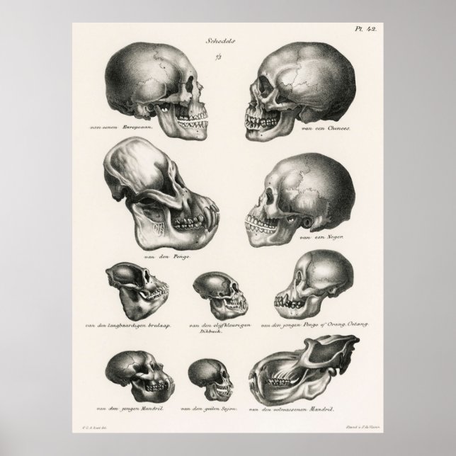Skulls Illustration  Human Evolution Poster (Front)