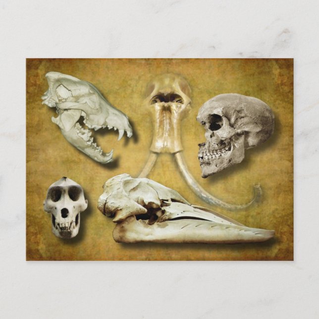 Skulls - wolf, mammoth, human, baboon,  whale postcard (Front)