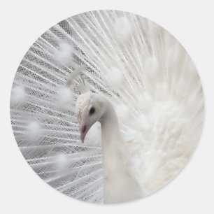 Skully Top Fun Classic Round Sticker