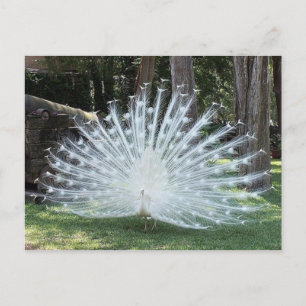 Skully Top Fun Postcard