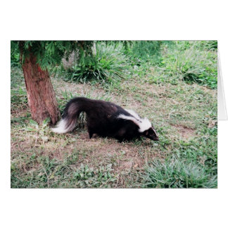 Skunk