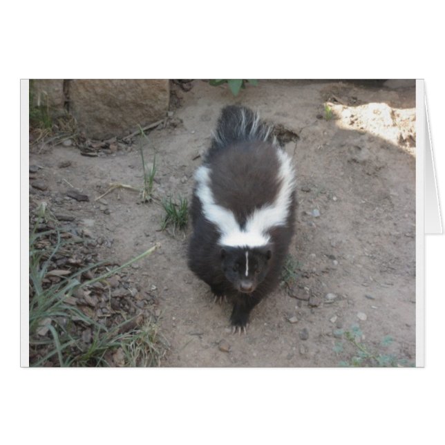skunk (Front Horizontal)