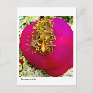 Skunk Anemone fish postcard