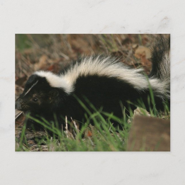 Skunk Behaviour  Postcard (Front)