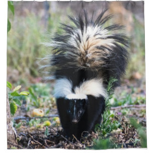 Skunk Black and White
