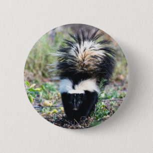 Skunk Black and White 2 Inch Round Button