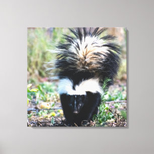 Skunk Black and White Canvas Print