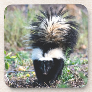 Skunk Black and White Coaster