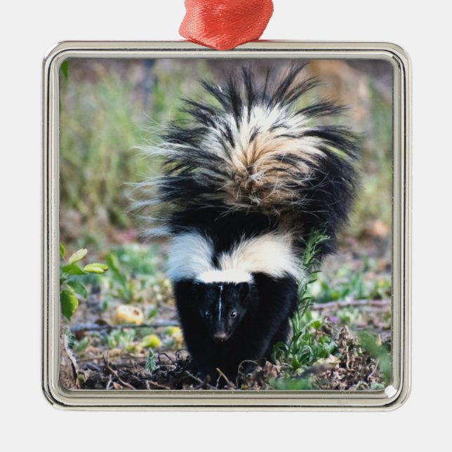 Skunk Black and White Metal Ornament (Front)