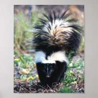 Skunk Black and White
