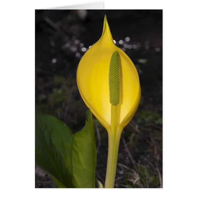 Skunk Cabbage Blossom - Card (Front)